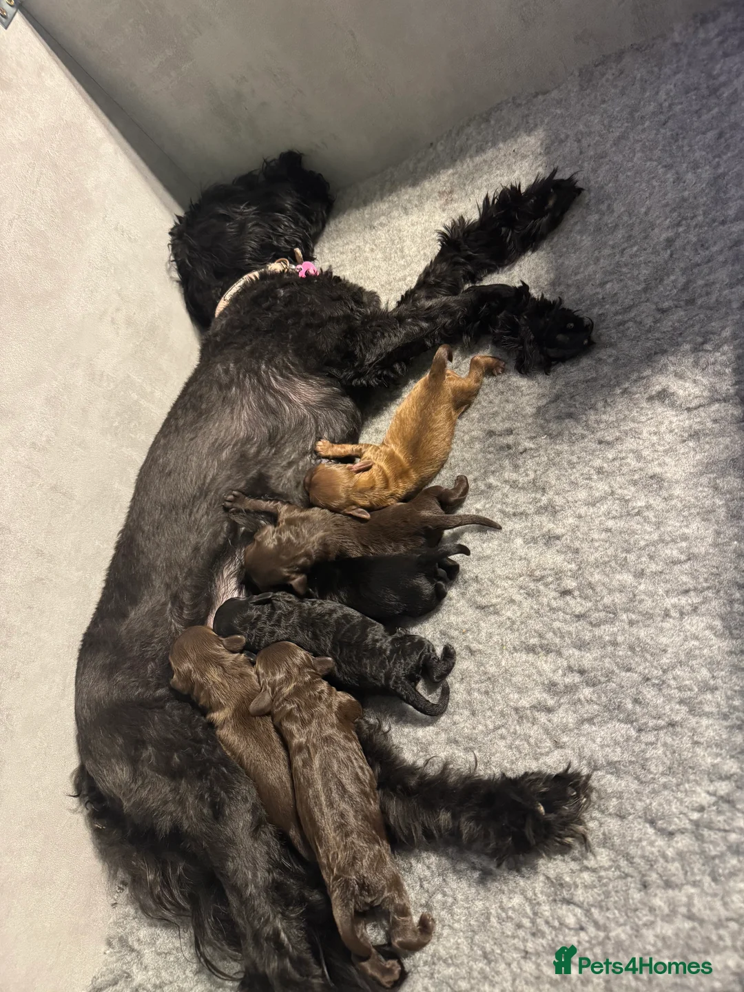Cockapoo dogs for sale: F2 cockapoo pups 🐶 4 beautiful girls  in Middlesbrough - Advert 2
