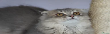 Long haired female kitten