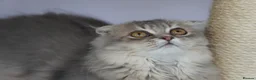 Scottish Fold cats for sale: 🌸beautiful long hair and short haired kittens🌸 - Advert 4