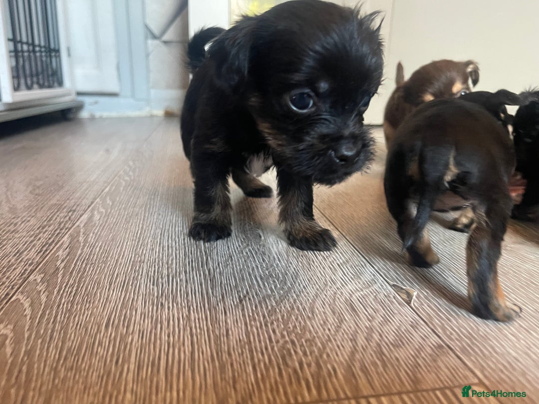 Mixed Breed dogs for sale: Jackapoo/French bulldog  - Advert 29