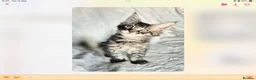 Maine Coon cats for sale: Tica Reg Maine Coons - Advert 9