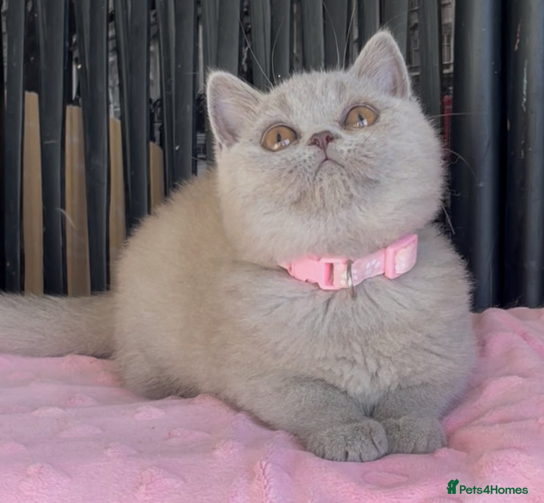 British Shorthair cats for sale: Beautiful BSH kittens  - Image 18