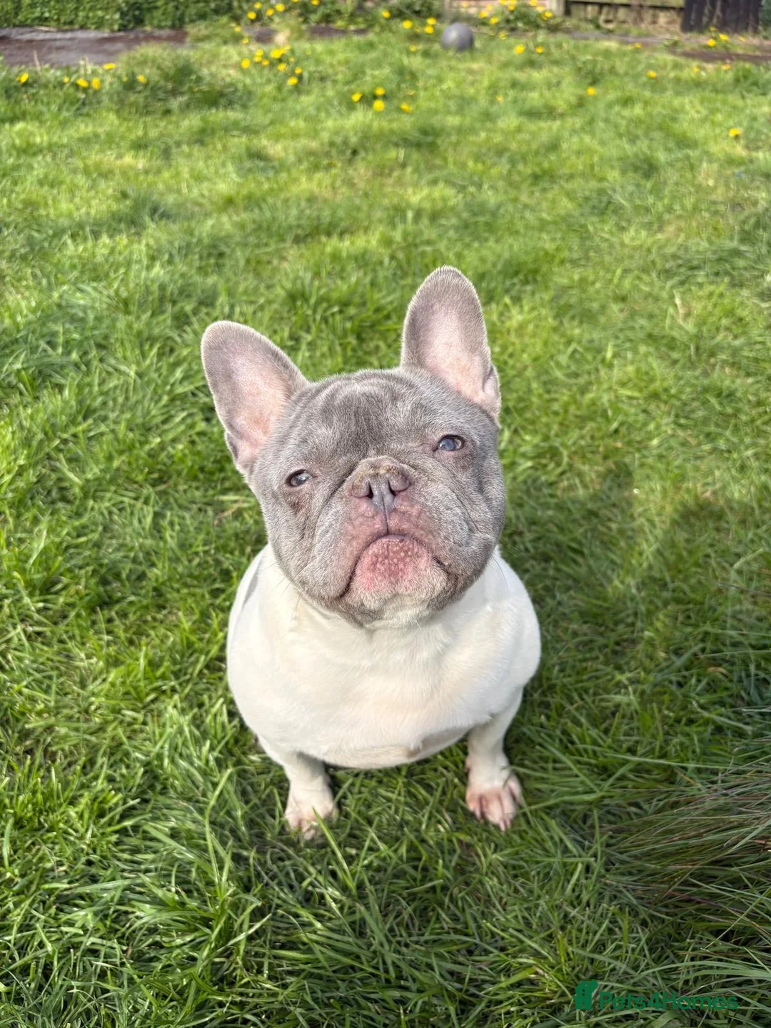 French Bulldog dogs for sale: Pied frenchie for sale - Advert 6