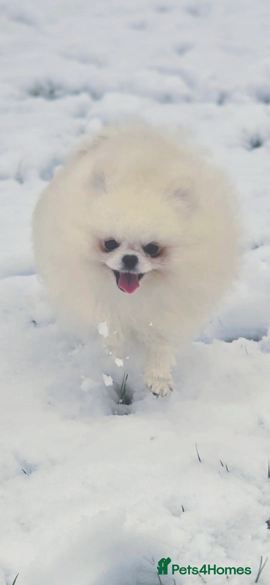 Pomeranian dogs for stud: 🌟 PREMIUM STUD SERVICE: "KIMCHI" 🌟 - Advert 11