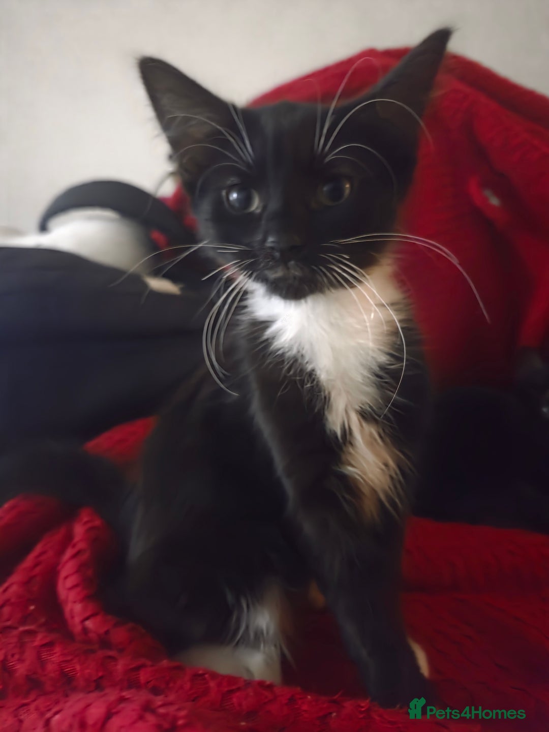 British Longhair cats for sale: 14 week old kittens  - Image 3