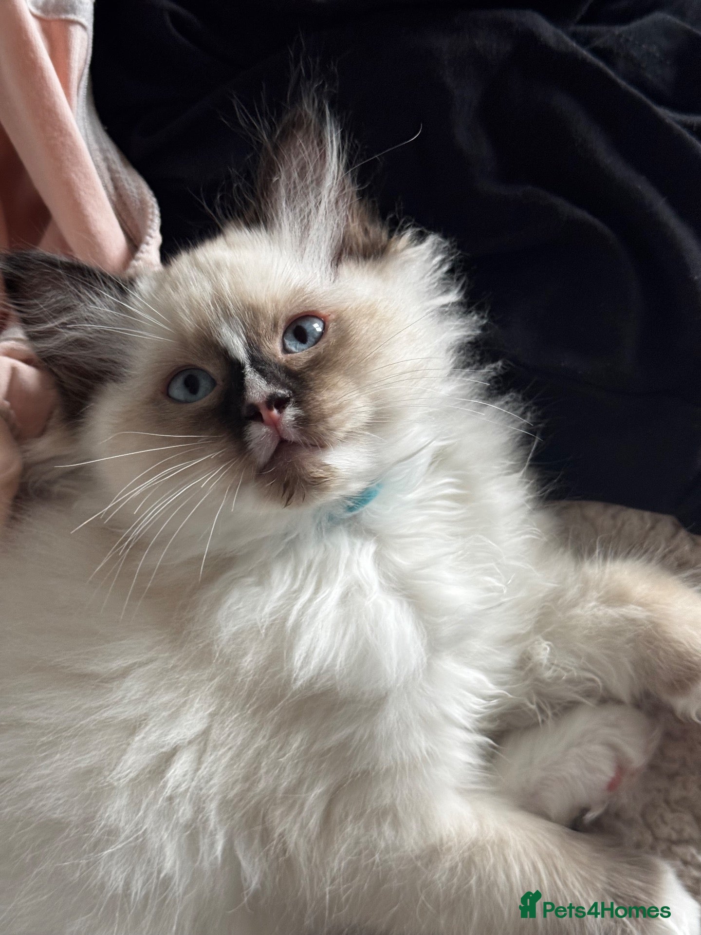 Ragdoll cats Gorgeous Ragdoll Boy with blaze! - Advert 8