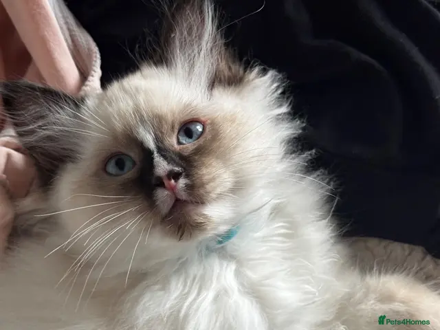 Ragdoll cats for sale: Gorgeous Ragdoll Boy with blaze! - Advert 2