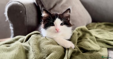 British Longhair cats - Advert 10