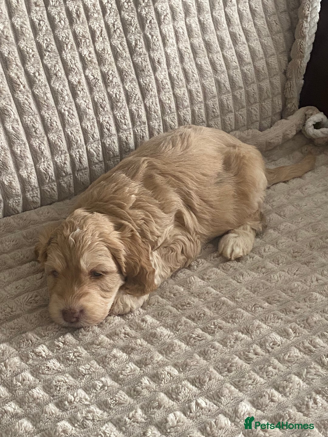 Cockapoo dogs for sale: Beautiful cockapoo puppies - Image 15
