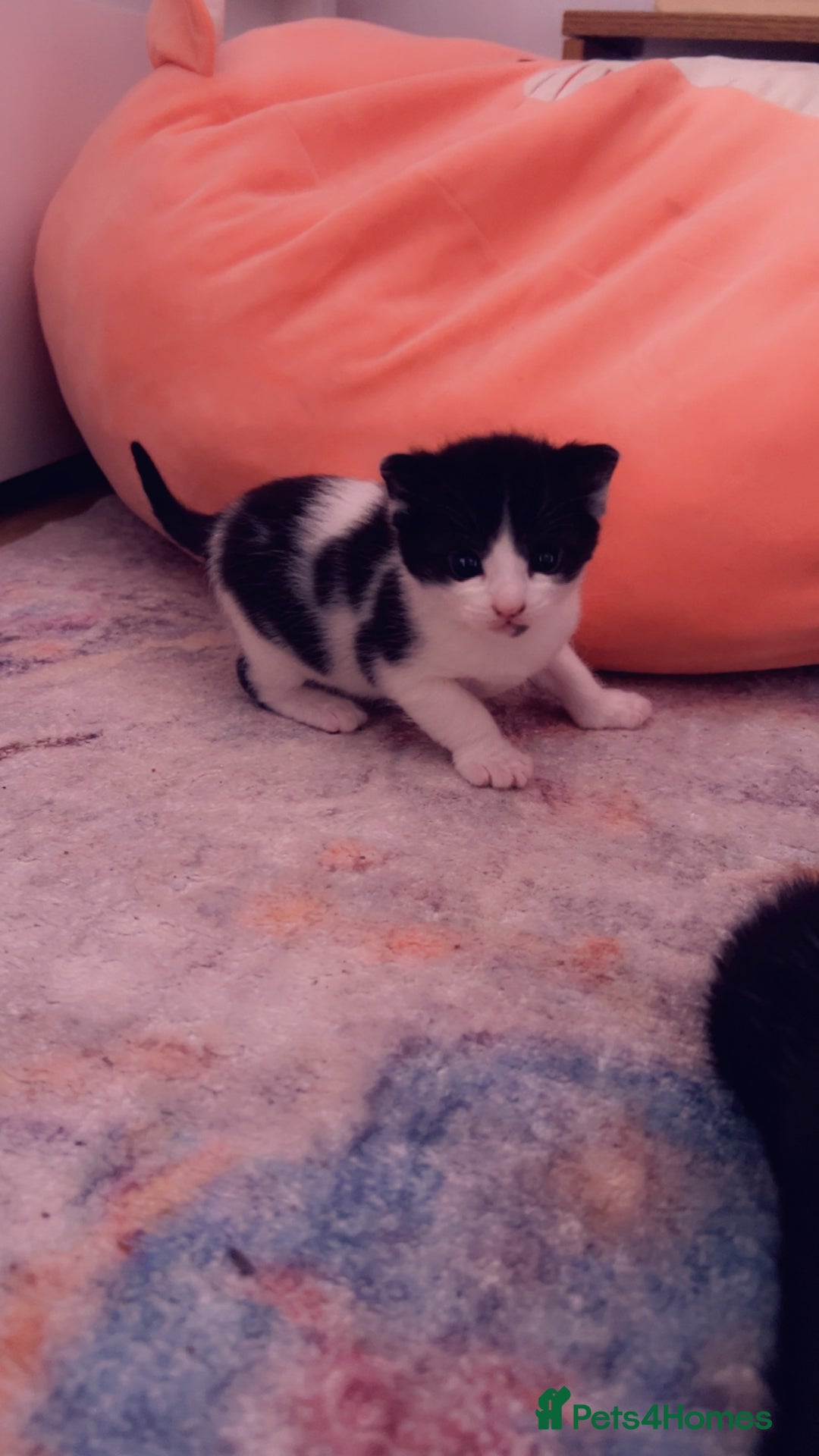 Mixed Breed cats for sale: Maximum  - Image 13