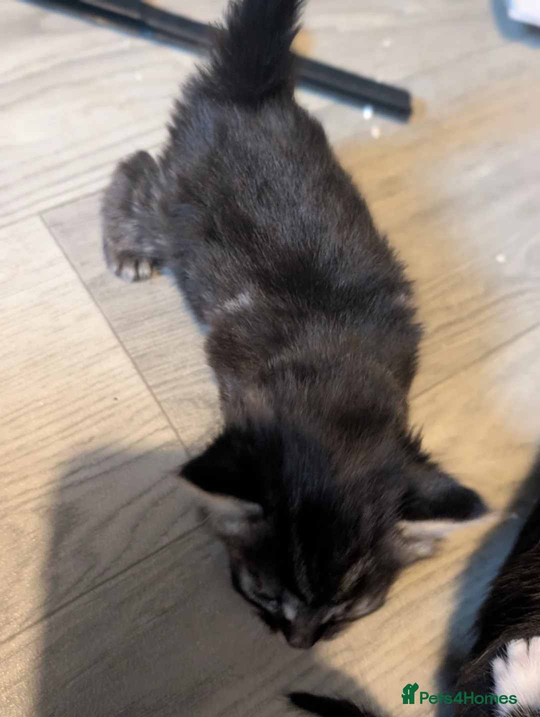Domestic Shorthair cats for sale: Fluffy Little Mischief Makers Looking for Homes - Advert 2