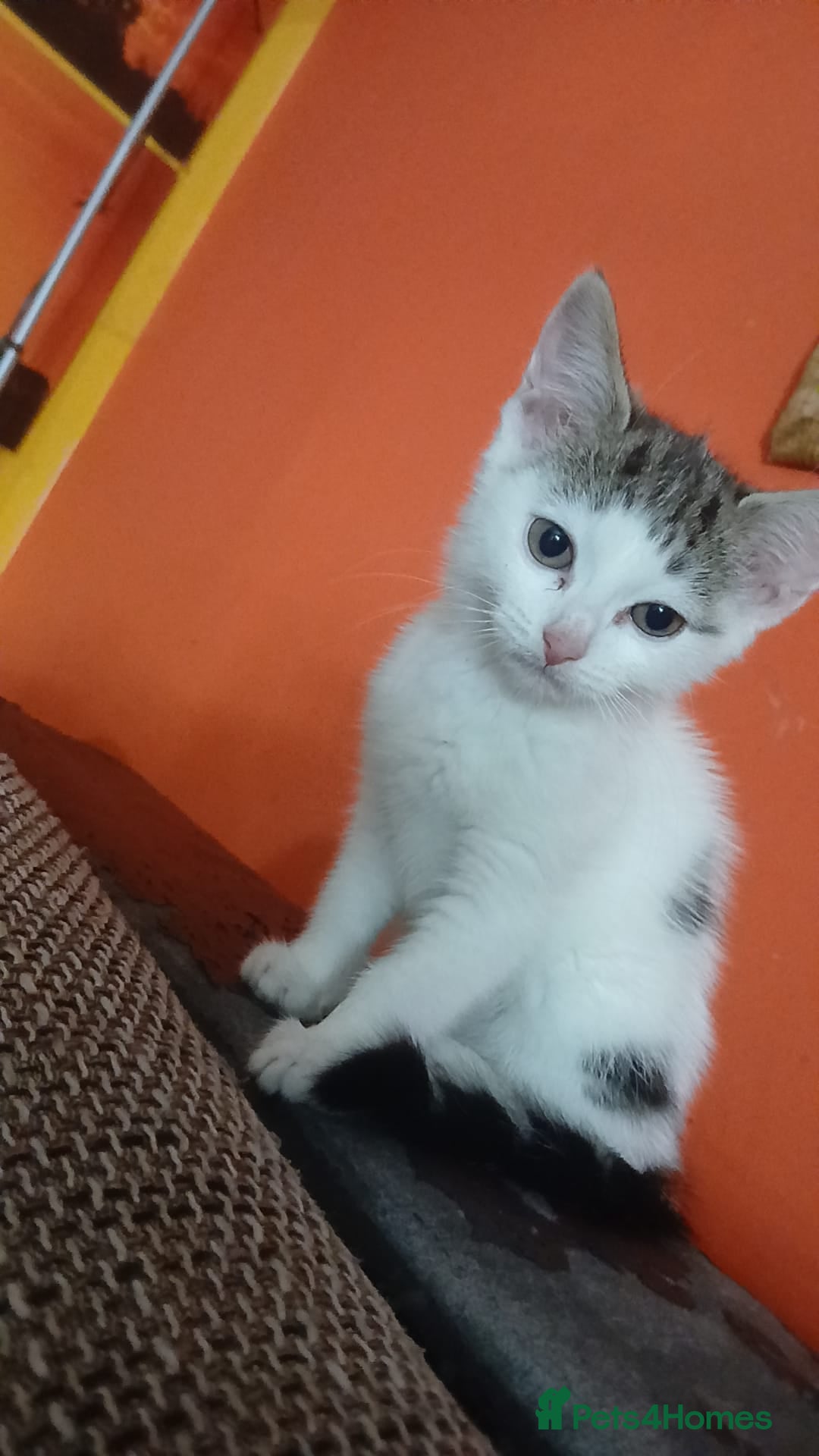 Mixed Breed cats 2 beautiful girls ready to leave  - Advert 5