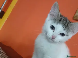 Mixed Breed cats 2 beautiful girls ready to leave - Advert 5