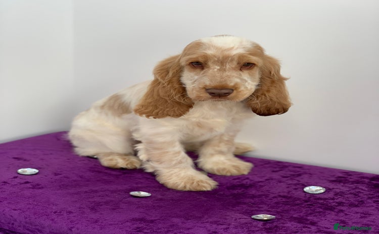 Cocker Spaniel dogs - Advert 3