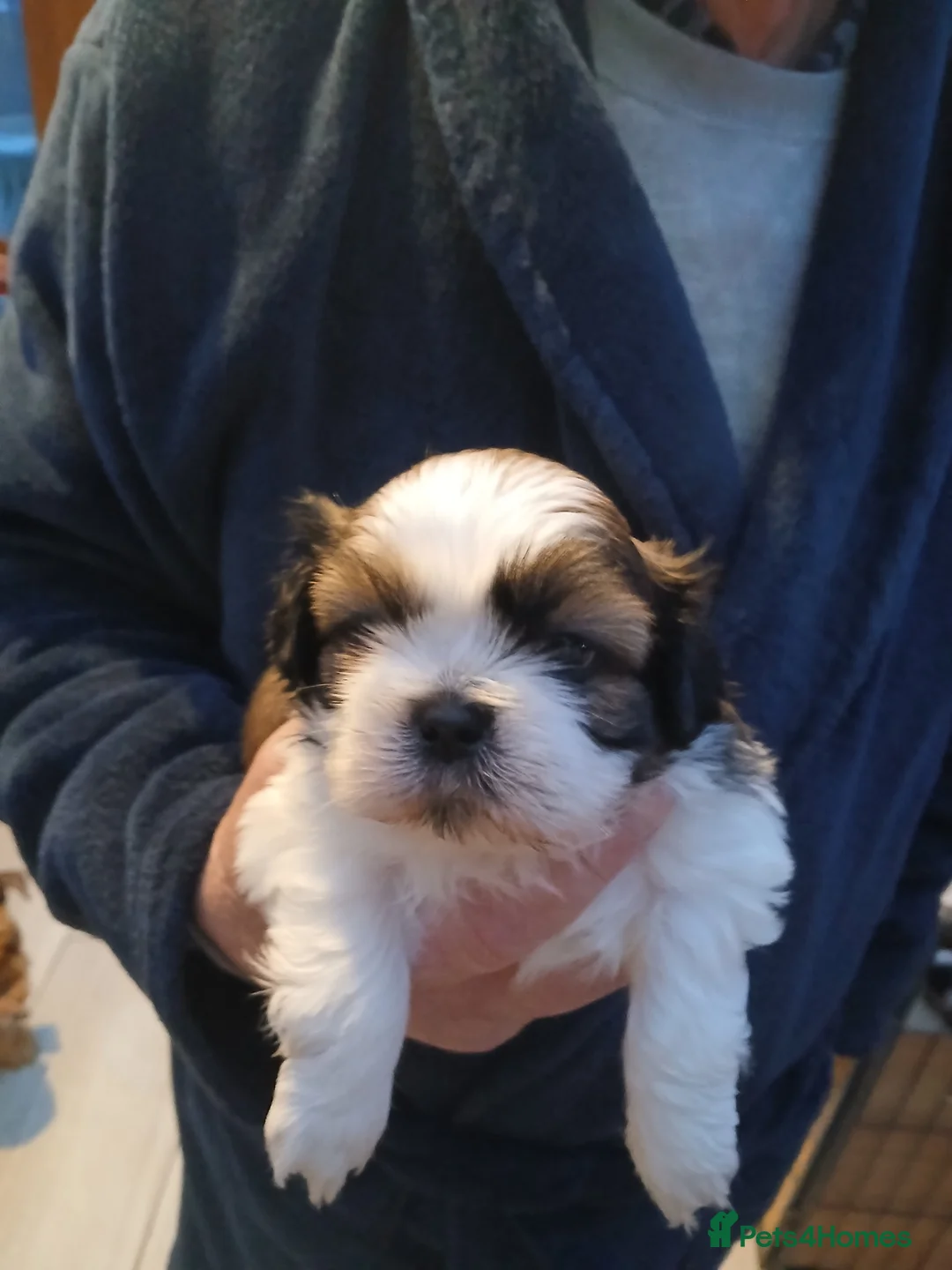 Shih Tzu dogs for sale: 4 Shih-tzu boy puppies for sale 1200/1300 - Advert 5