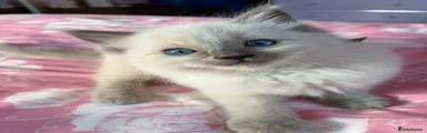 Ragdoll Kitten 3 Garfield