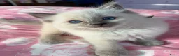Ragdoll cats for sale: Magical - Advert 21