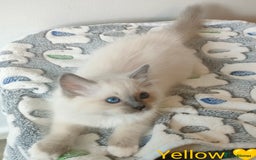 Ragdoll cats for sale: Stunning,TICA registered Ragdoll kittens - Image 9