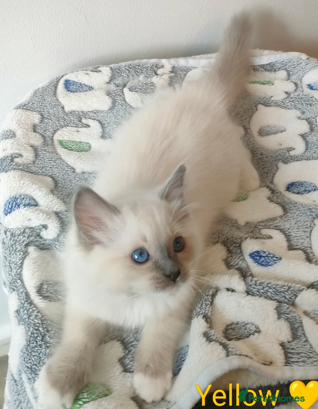 Ragdoll cats for sale: Stunning,TICA registered Ragdoll kittens - Image 9