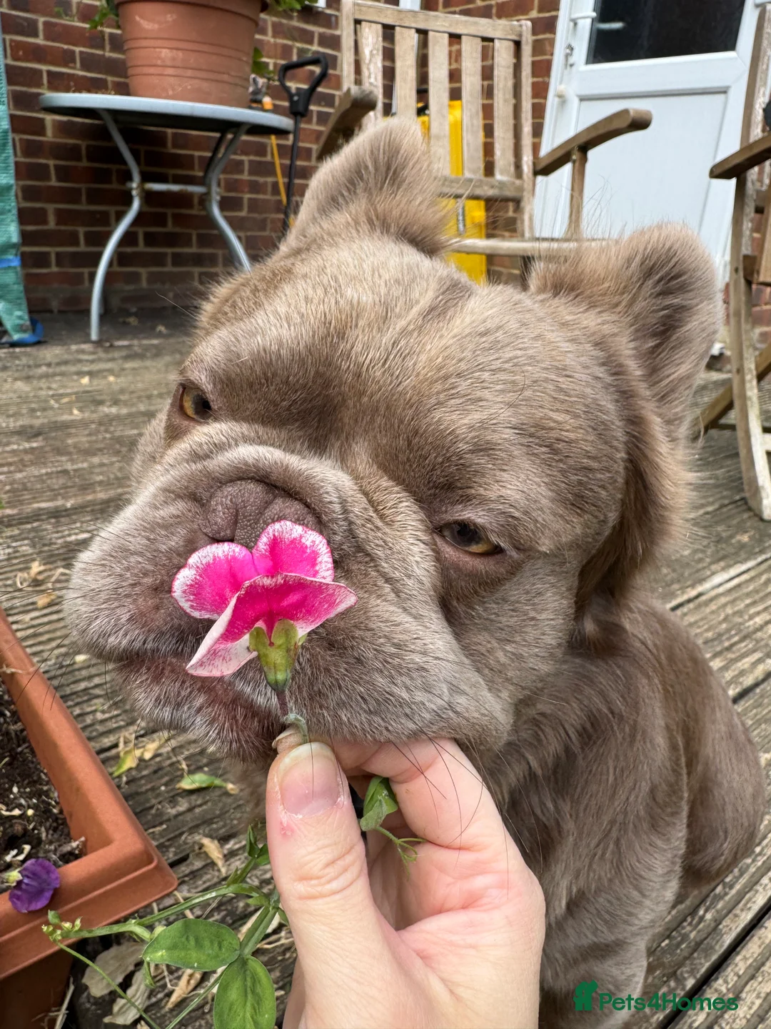 French Bulldog dogs for stud: *STUD* KC NEW SHADE ISABELLE FLUFFY FRENCH BULLDOG in Tonbridge - Advert 22