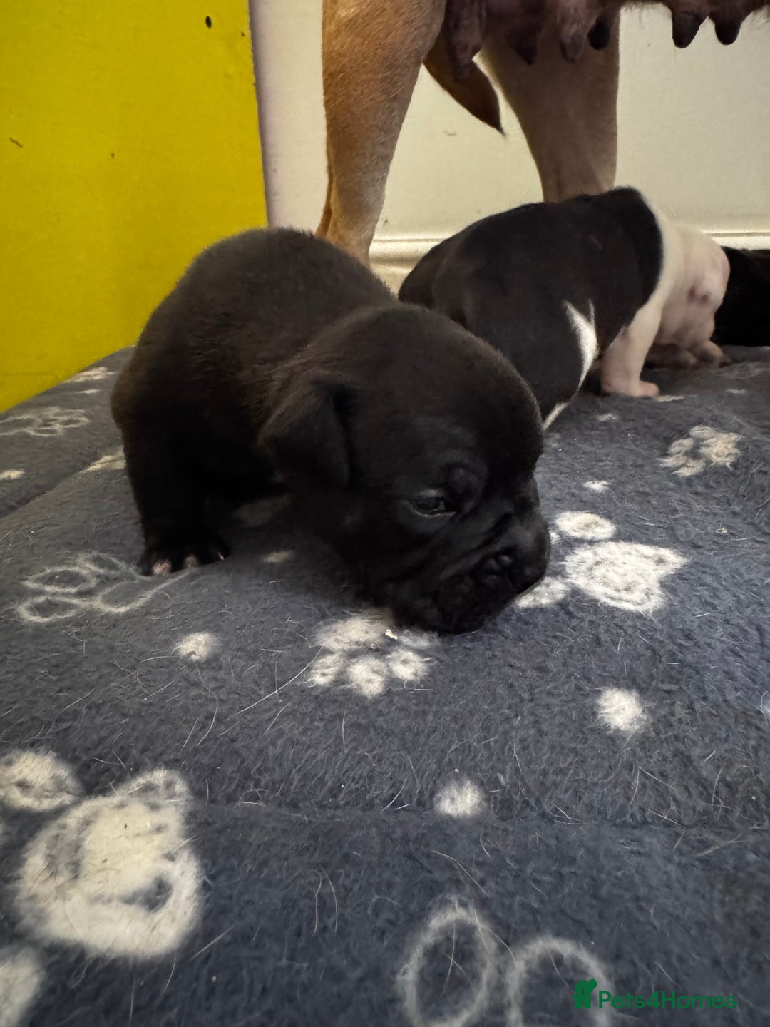 Dorset Olde Tyme Bulldogge dogs for sale: Olde tyme bulldogge puppies - Image 17