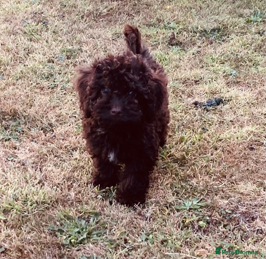 Cockapoo dogs for sale: F1b Cockapoo puppies !! health tested parents !! - Image 24