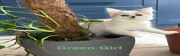 Ragdoll cats for sale: Beautiful Ragdolls-Vaccinated-2 boys-3 girls.  - Advert 20