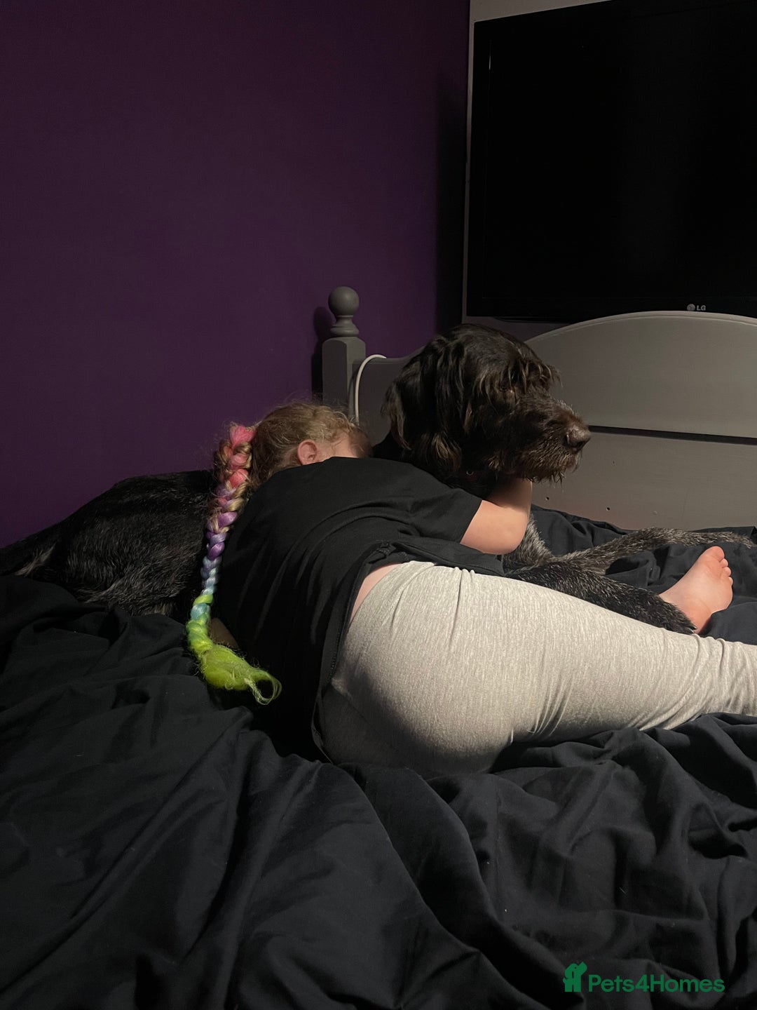 German Wirehaired Pointer dogs for sale: Wonderful family dog in York - Advert 7