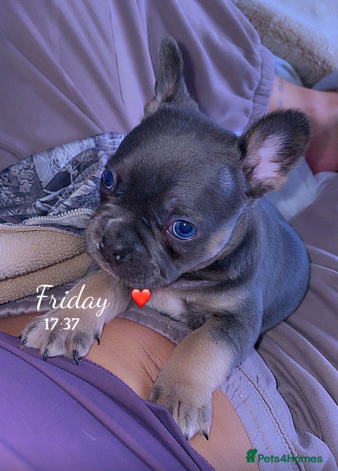 French Bulldog Puppy 2