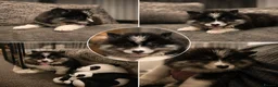 Pomsky dogs for sale: Ready 3rd June Pomsky puppies  - Advert 3