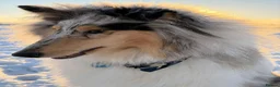 Rough Collie dogs for sale: Rough Collie, Blue Merle, 13 months old. - Advert 6