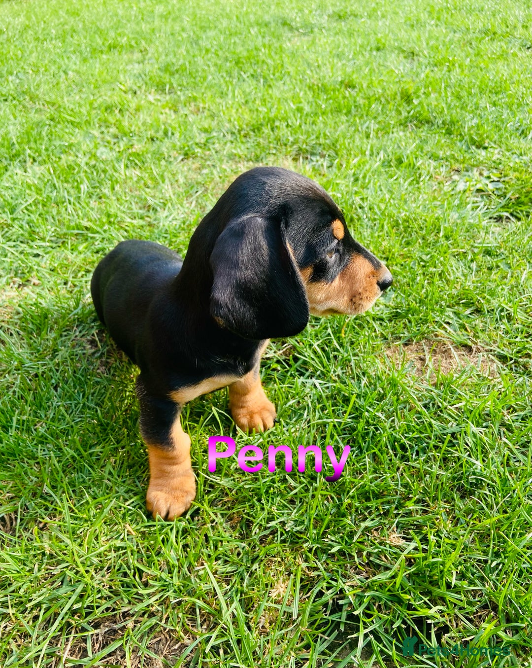 Miniature Dachshund dogs for sale: Heart breaking sale two Beloved female dachshunds  - Image 4