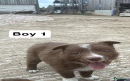 Border Collie dogs for sale: Working red/brown border collie pups 1 BOY LEFT - Image 3
