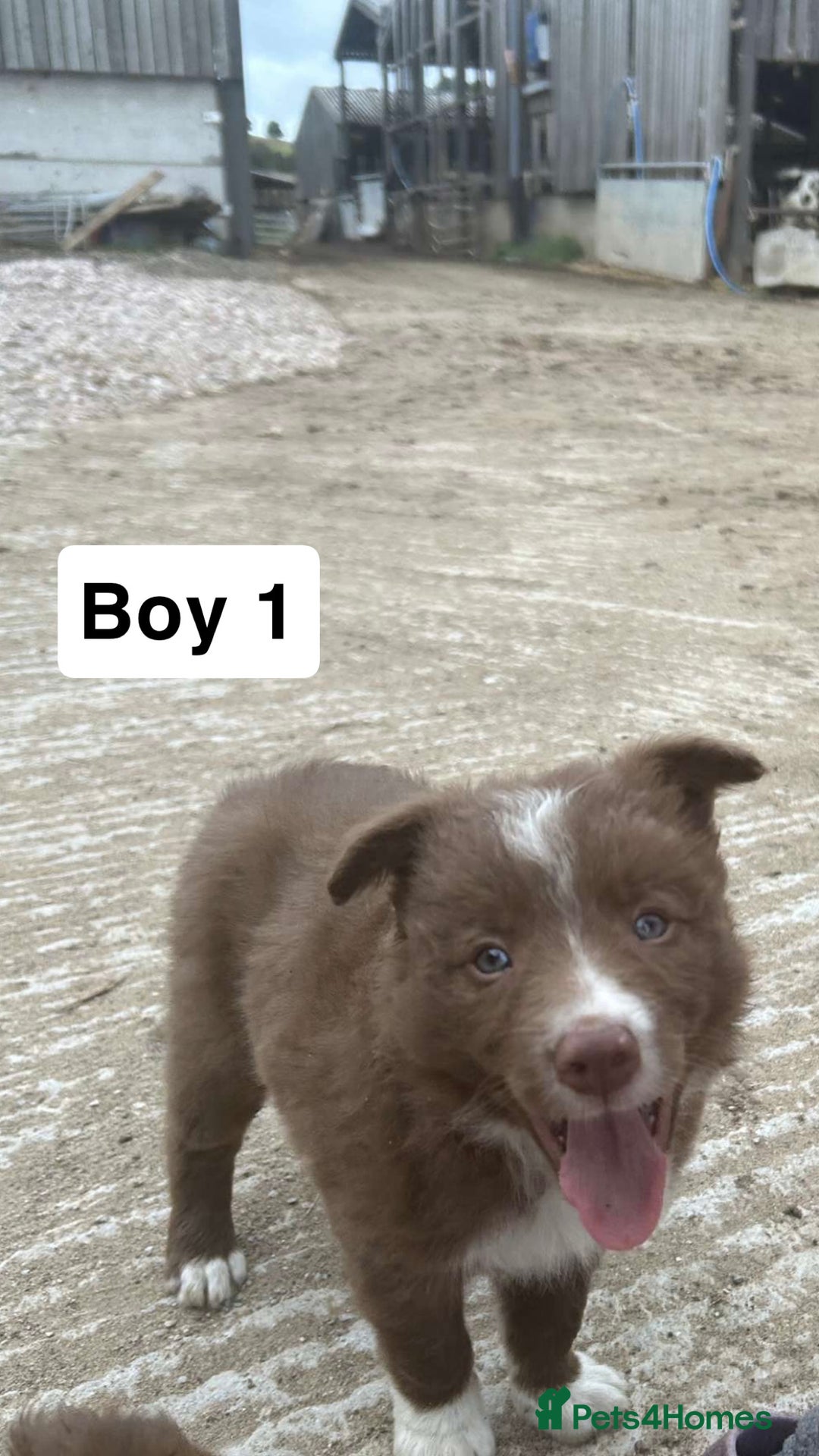 Border Collie dogs for sale: Working red/brown border collie pups 1 BOY LEFT - Image 3