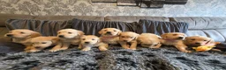 Golden Retriever dogs for sale: Golden Retriever puppy's KC  - Advert 13