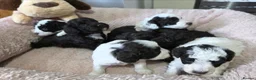 Cockapoo dogs for sale: F1b chocolate & parti roan cockapoos.HEALTH TESTED - Advert 10