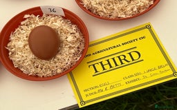 Chickens poultry for sale: Hatching eggs  - Image 5