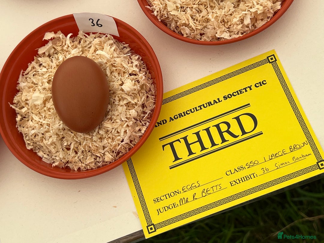 Chickens poultry for sale: Hatching eggs  - Image 5