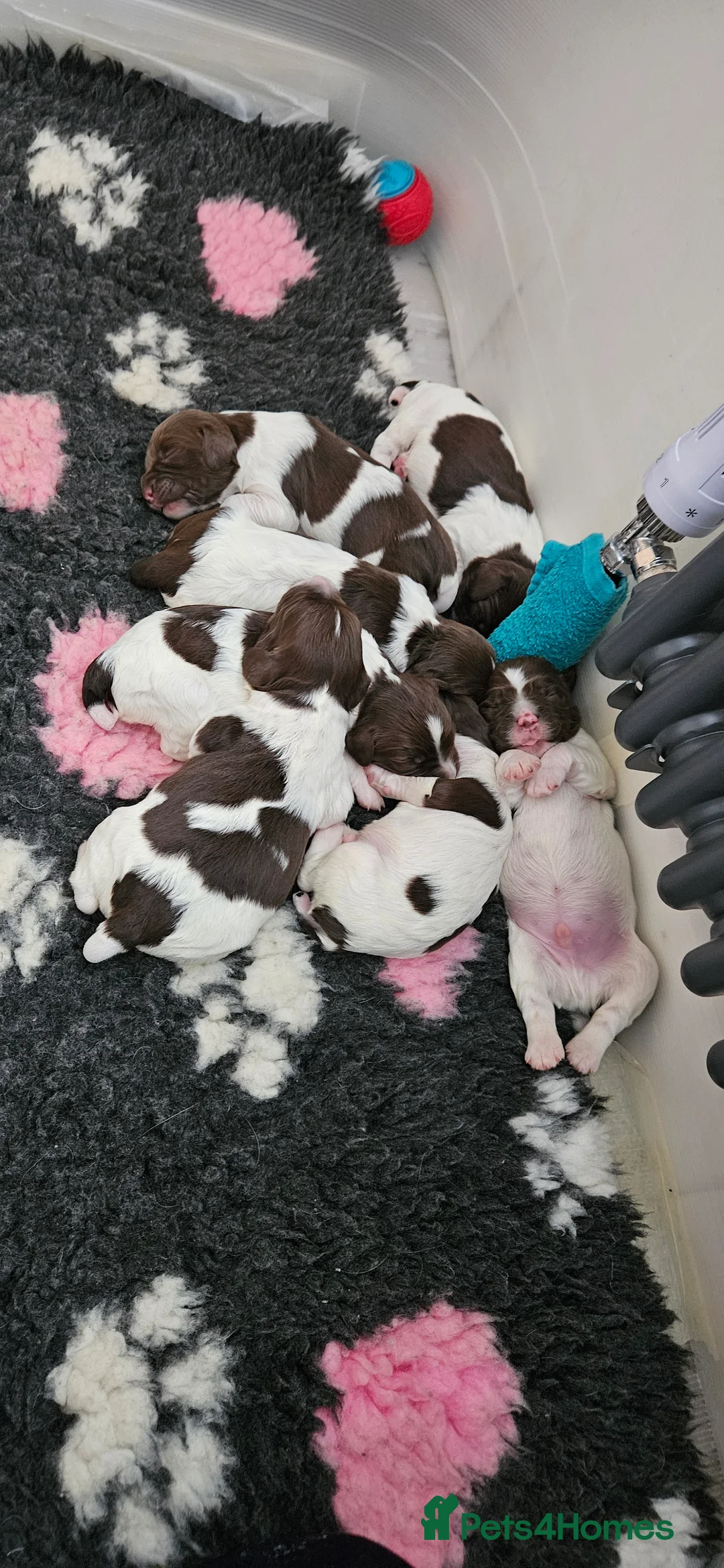 English Springer Spaniel dogs for sale: Stunning KC reg working ESS puppies for sale - Advert 2