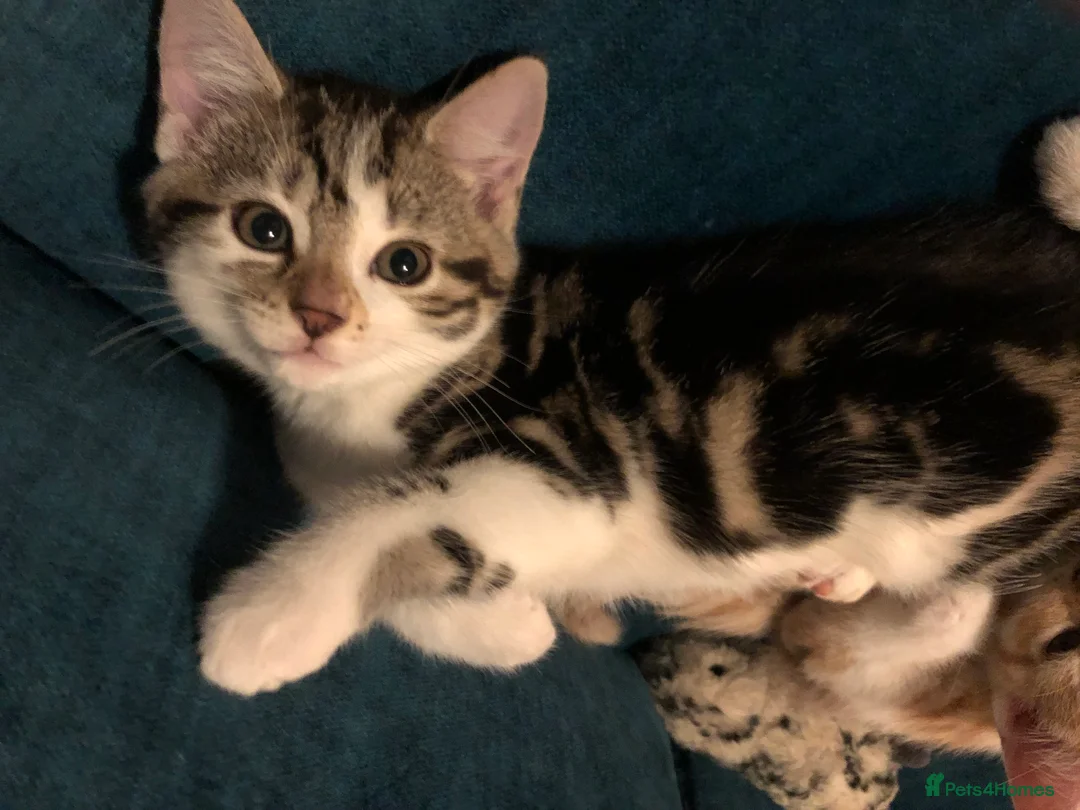 Mixed Breed cats for sale: 3 darling kittens looking for new homes - Advert 13