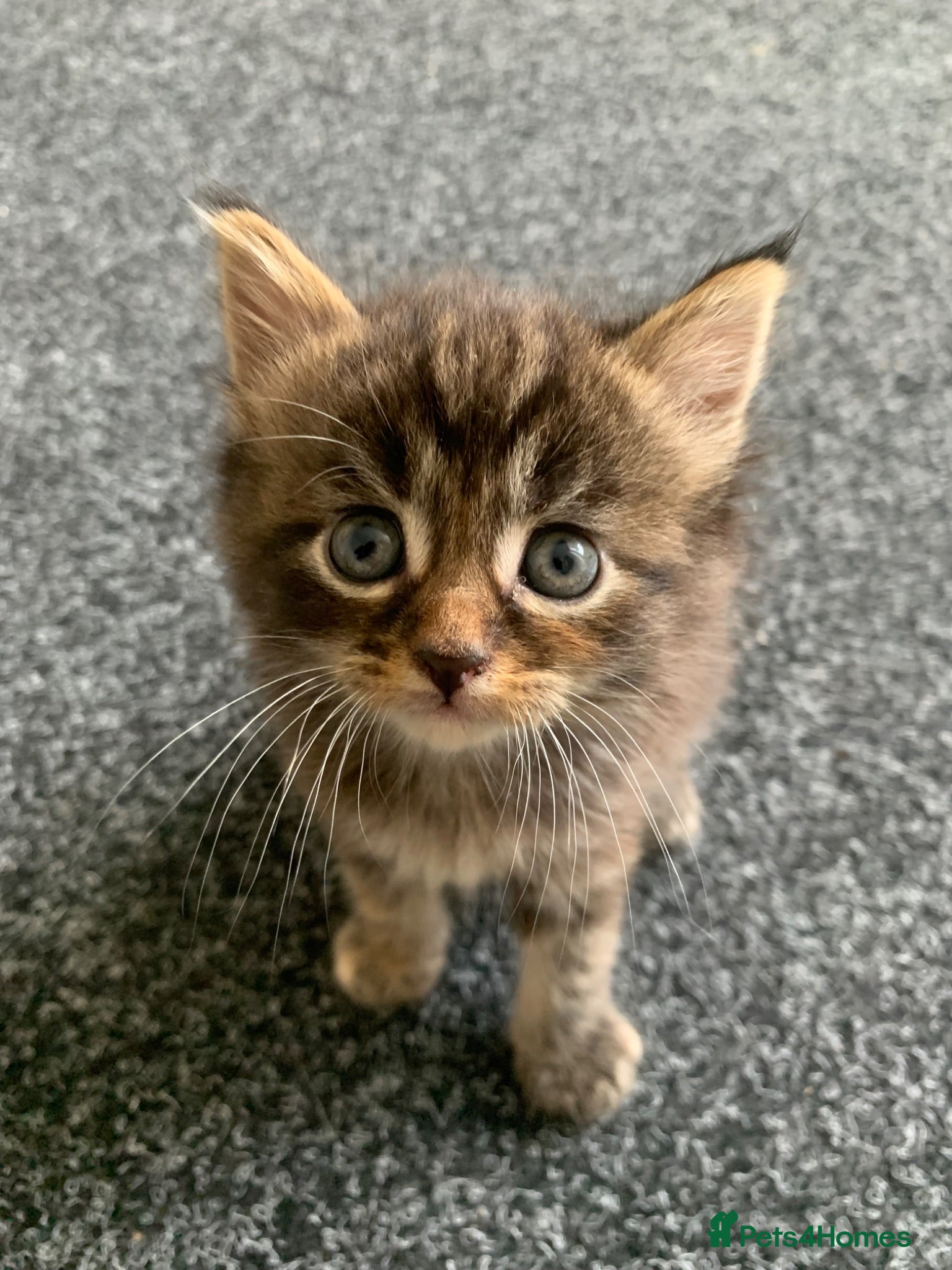 Mixed Breed cats Mixed Main Coon kittens  - Advert 1