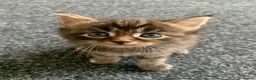 Mixed Breed cats for sale: Mixed Main Coon kittens  - Advert 4
