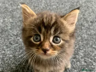 Mixed Breed cats Mixed Main Coon kittens - Advert 1