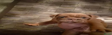 English Bulldog 2