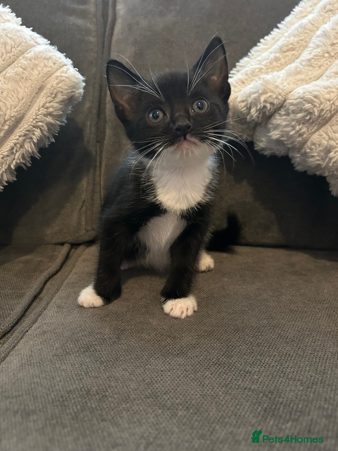 Mixed Breed cats for sale: 6 beautiful kittens ready too go  - Advert 19