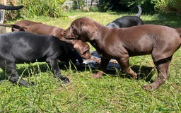 Mixed Breed dogs for sale: Vizlador x Weimaraner puppies - Image 9