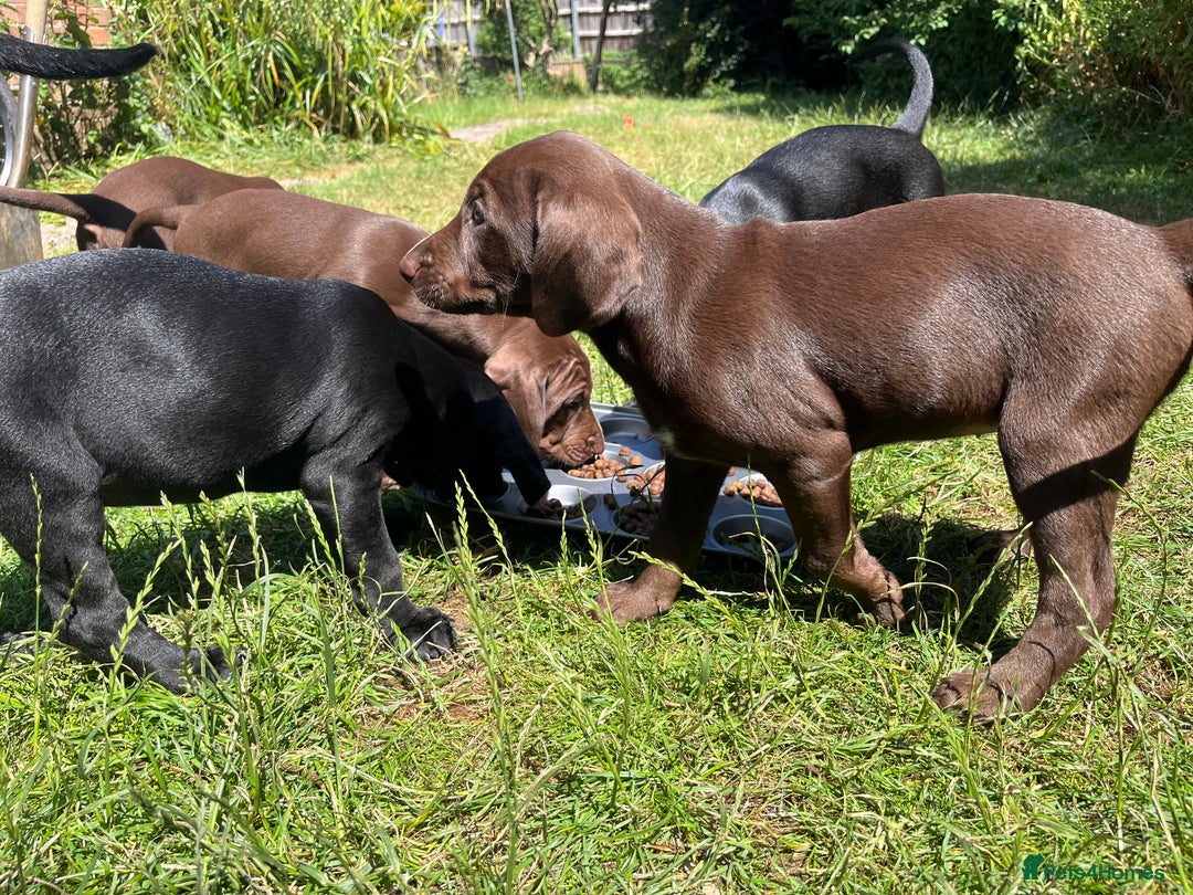 Mixed Breed dogs for sale: Vizlador x Weimaraner puppies - Image 9