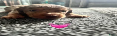 Miniature Dachshund 1