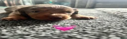 Miniature Dachshund dogs for sale: Minature dachshund  - Advert 16