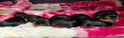 Yorkshire Terrier dogs for sale: 💕Yorkshire Terrier puppies.💕 - Advert 2